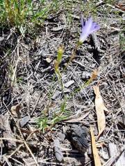 Wahlenbergia capillaris