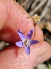 Wahlenbergia capillaris