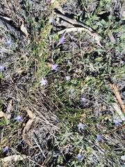 Wahlenbergia capillaris