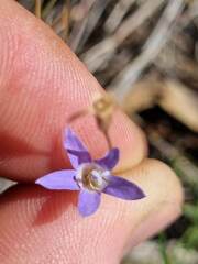 Wahlenbergia capillaris
