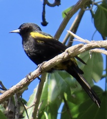 Icterus melanopsis