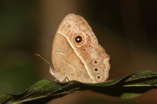 Common Bush Brown
