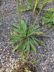 Pilosella caespitosa