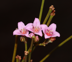 Boronia juncea