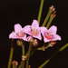 Boronia juncea - Photo (c) robert davis,  זכויות יוצרים חלקיות (CC BY-NC), הועלה על ידי robert davis