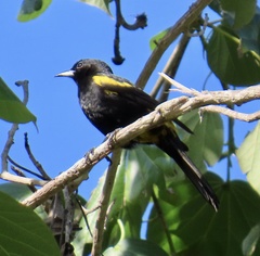 Icterus melanopsis