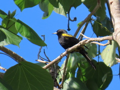 Icterus melanopsis