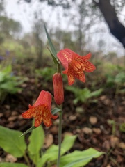 Fritillaria recurva