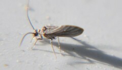 Coniopteryginae