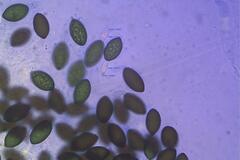 Podospora ampullacea