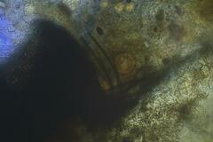 Podospora ampullacea