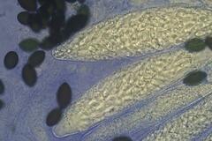 Podospora ampullacea