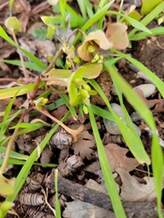 Claytonia parviflora
