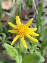 Tetraneuris linearifolia