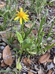 Tetraneuris linearifolia