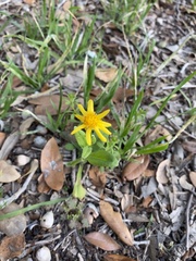 Tetraneuris linearifolia