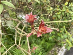 Cephalanthus tetrandra