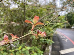 Cephalanthus tetrandra