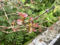 Cephalanthus tetrandra