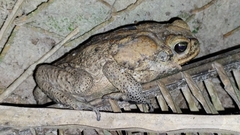 Rhinella marina