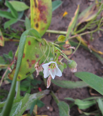 Claytonia lanceolata
