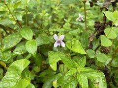 Viola arcuata