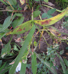 Claytonia lanceolata