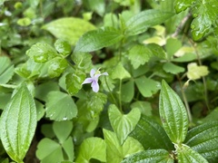 Viola arcuata