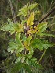 Arracacia moschata
