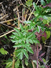 Arracacia moschata
