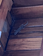 Hemidactylus frenatus