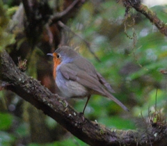 Erithacus rubecula superbus