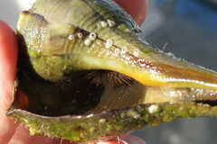 Lytechinus variegatus