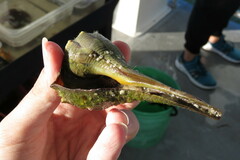 Lytechinus variegatus