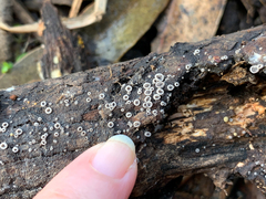 Hohenbuehelia grisea