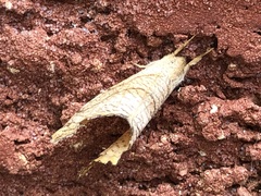 Drepana bilineata