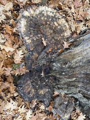 Fomitopsidaceae