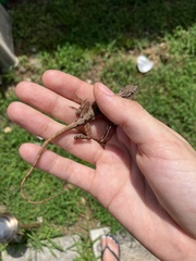 Anolis sagrei