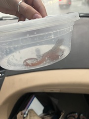 Anolis sagrei