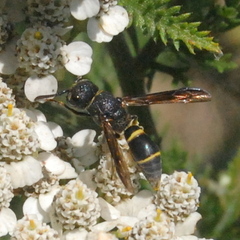 Hypalastoroides