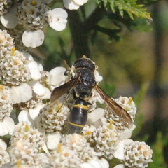 Hypalastoroides