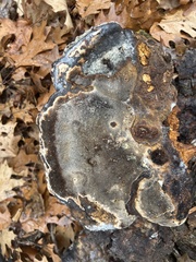 Fomitopsidaceae