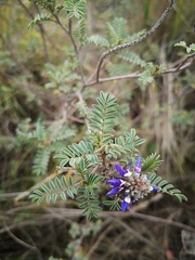 Dalea coerulea
