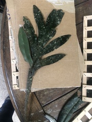 Placospermum coriaceum