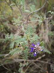 Dalea coerulea