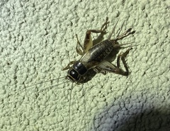 Teleogryllus