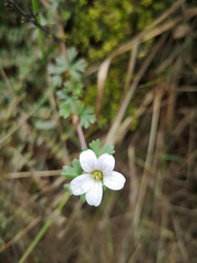 Geranium diffusum