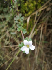 Geranium diffusum