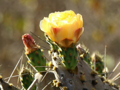 Opuntia decumbens