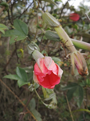 Passiflora mixta eriantha